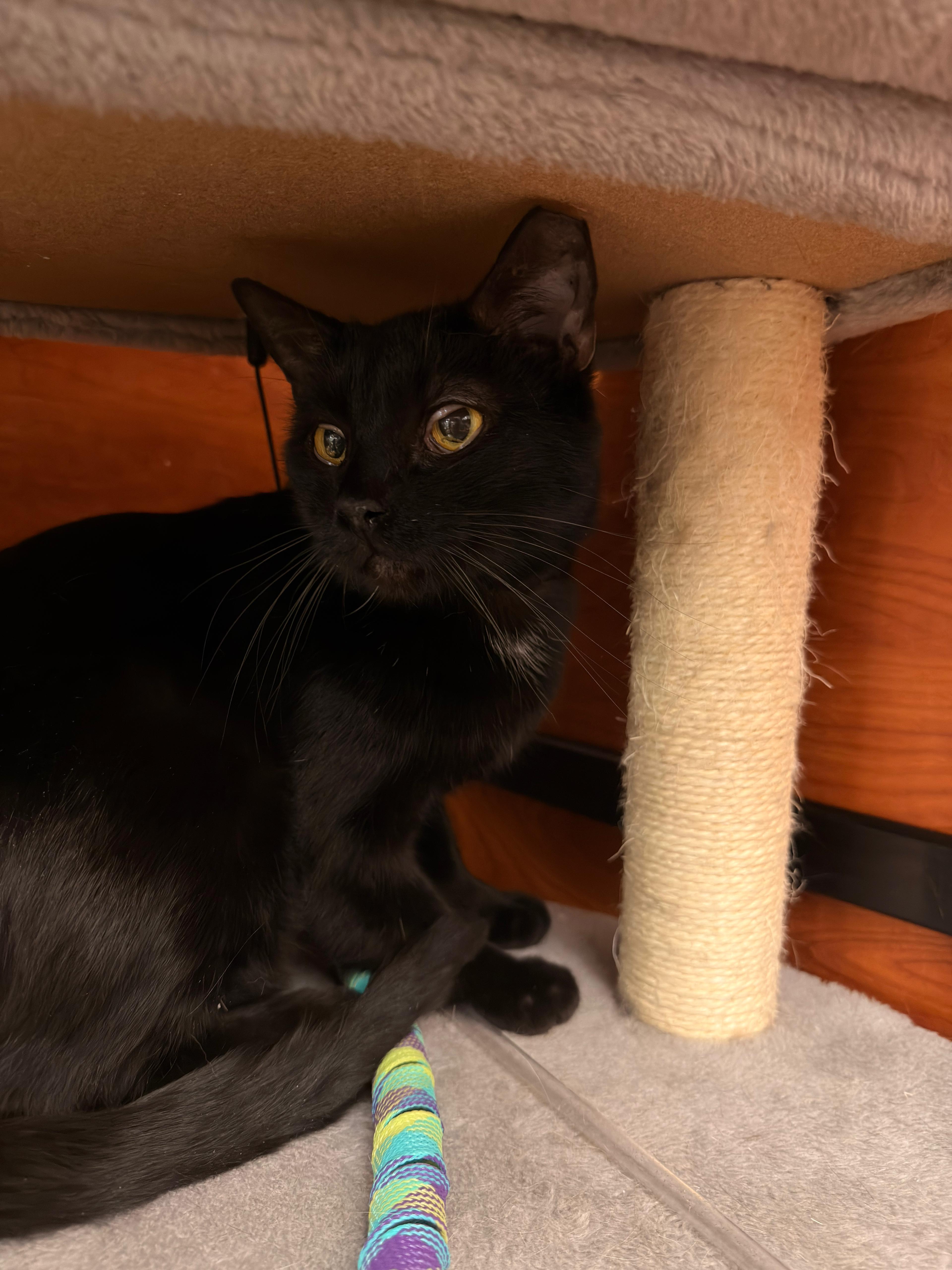 Enlarge Shadow, a Adopted mixed breed in St George, UT image 5/5