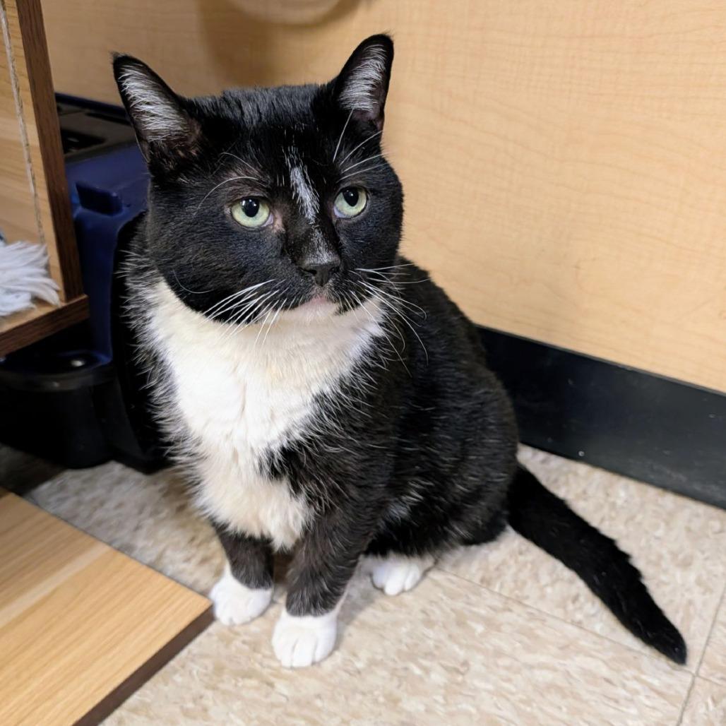 Enlarge Hal, a Adoptable Domestic Short Hair in Toms Brook, VA image 1/3