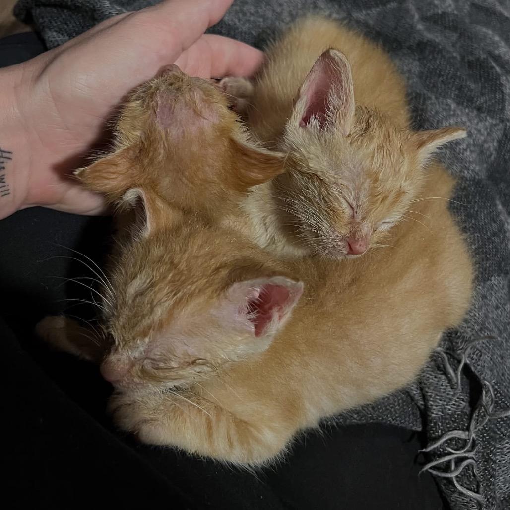 Enlarge Jane, a Adoptable Domestic Short Hair in Baytown, TX image 1/4