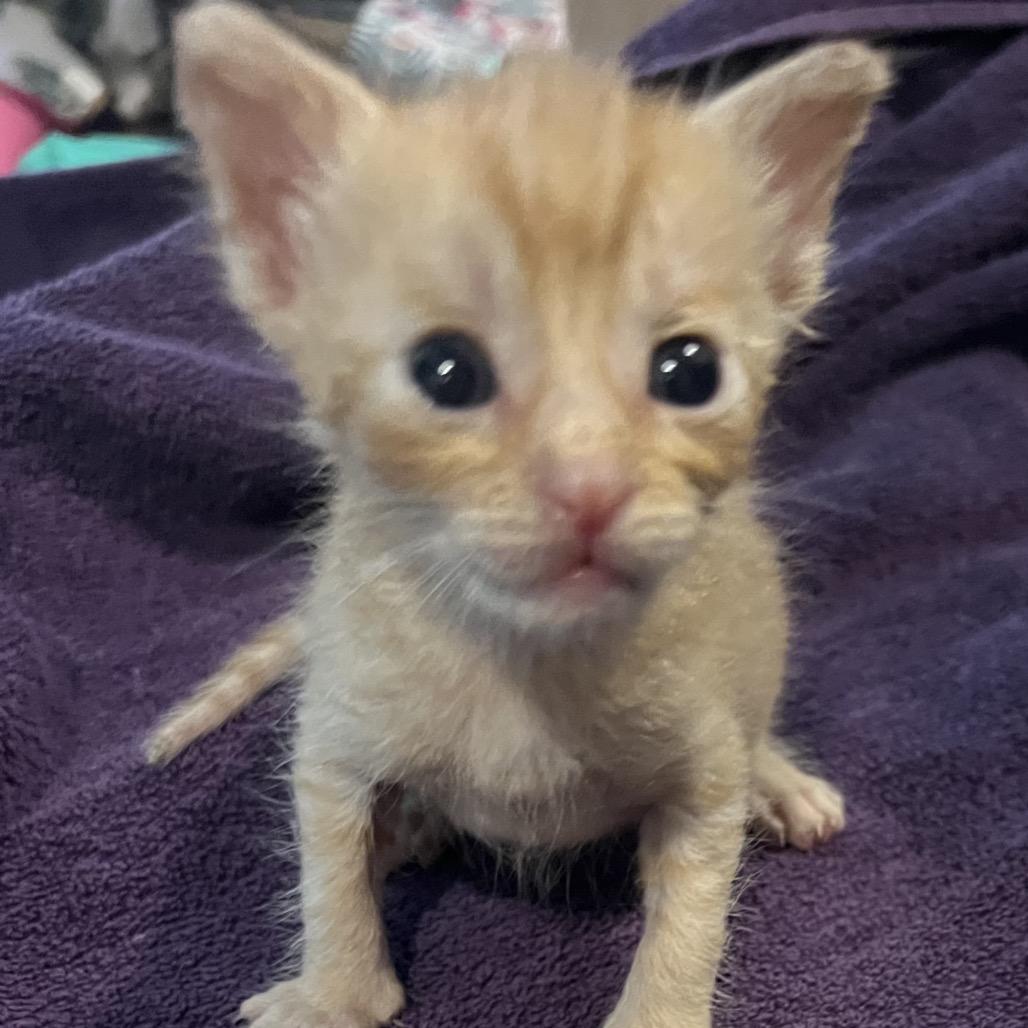 Enlarge Jane, a Adoptable Domestic Short Hair in Baytown, TX image 2/4