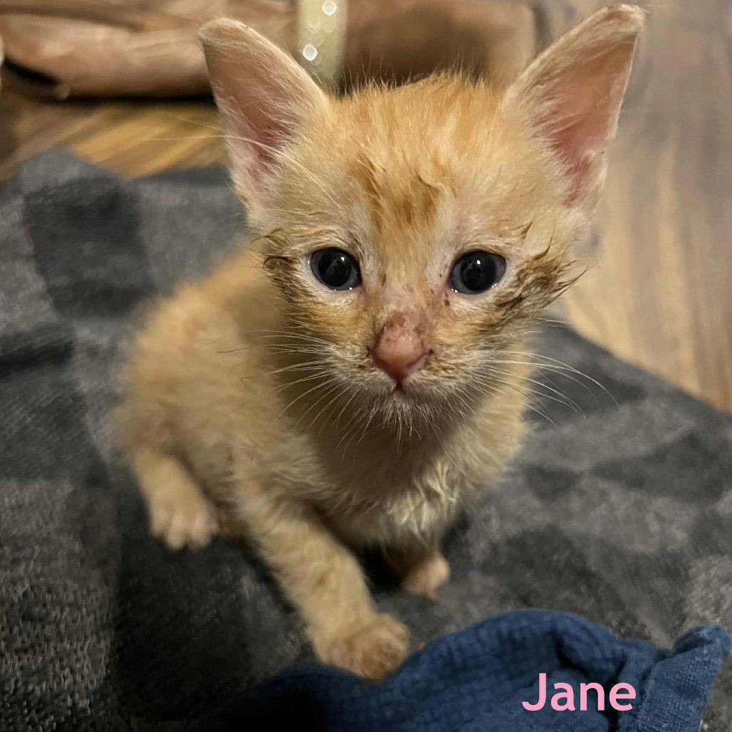 Enlarge Jane, a Adoptable Domestic Short Hair in Baytown, TX image 3/4