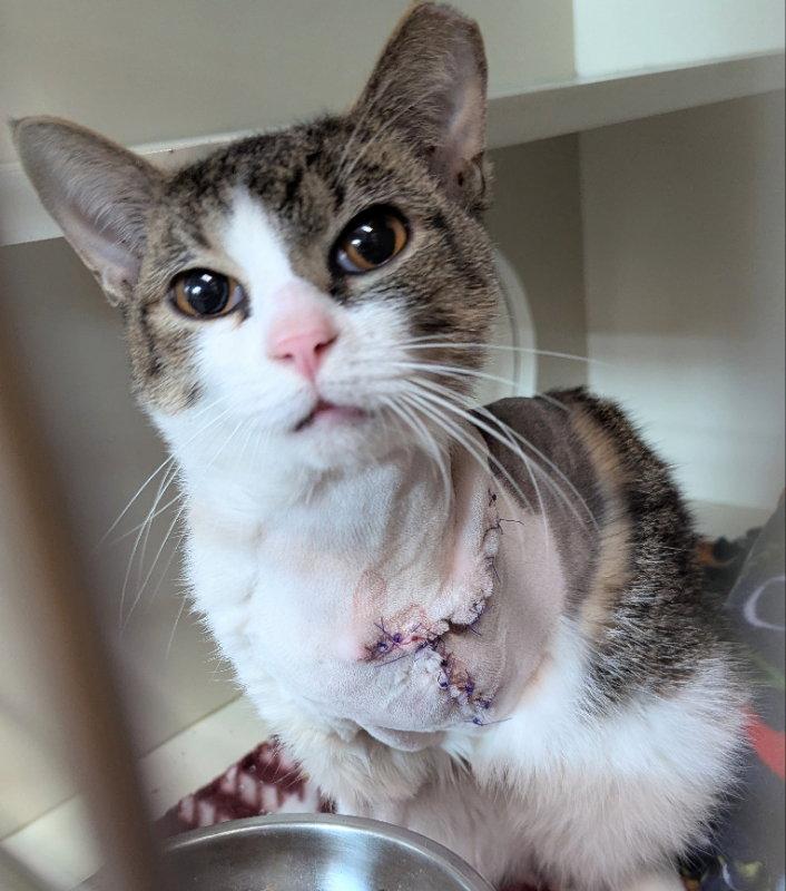 Pancho, Adopted, Adult Male Tabby & Domestic Short Hair.