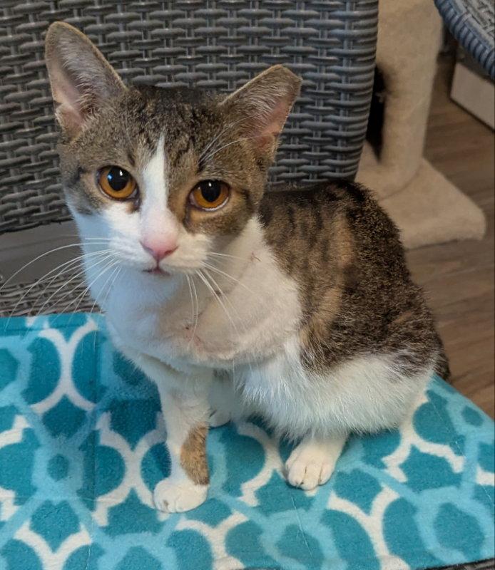 Enlarge Pancho, a Adopted mixed breed in Ocala, FL image 2/3