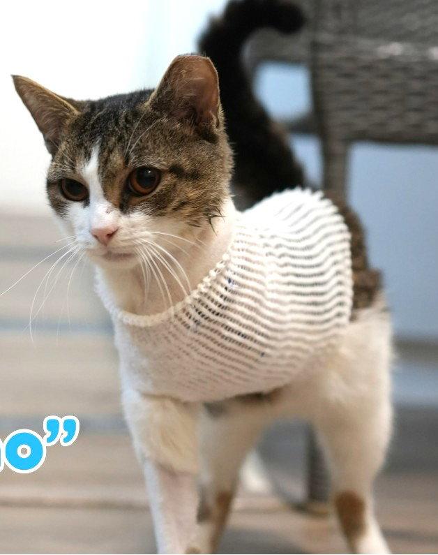 Enlarge Pancho, a Adopted mixed breed in Ocala, FL image 3/3