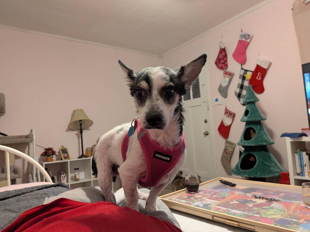 Enlarge Hector, a Adoptable mixed breed in College Station, TX image 1/5