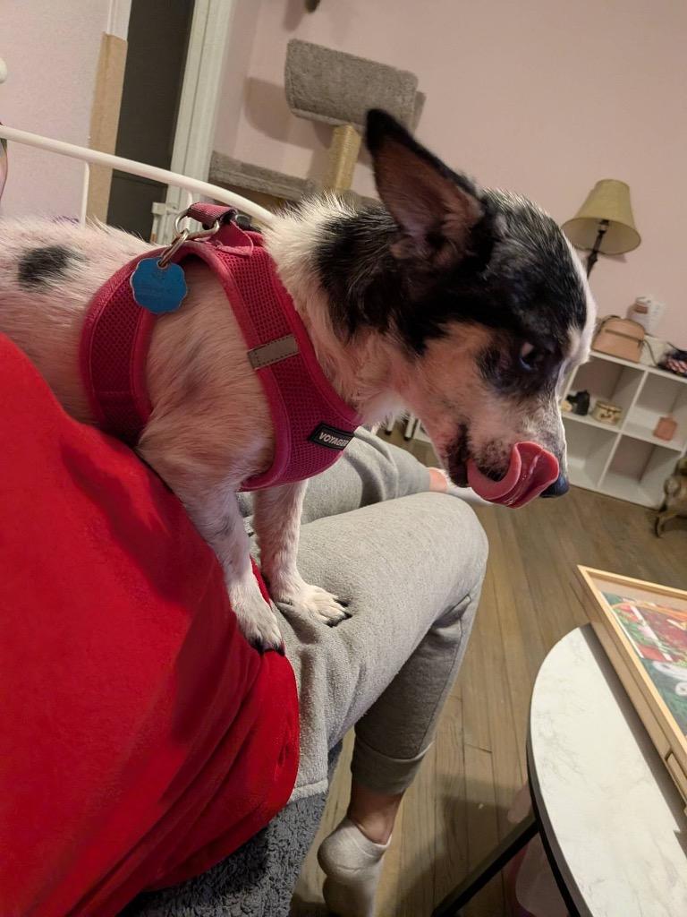 Enlarge Hector, a Adoptable mixed breed in College Station, TX image 2/5