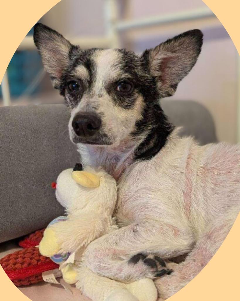 Enlarge Hector, a Adoptable mixed breed in College Station, TX image 3/5