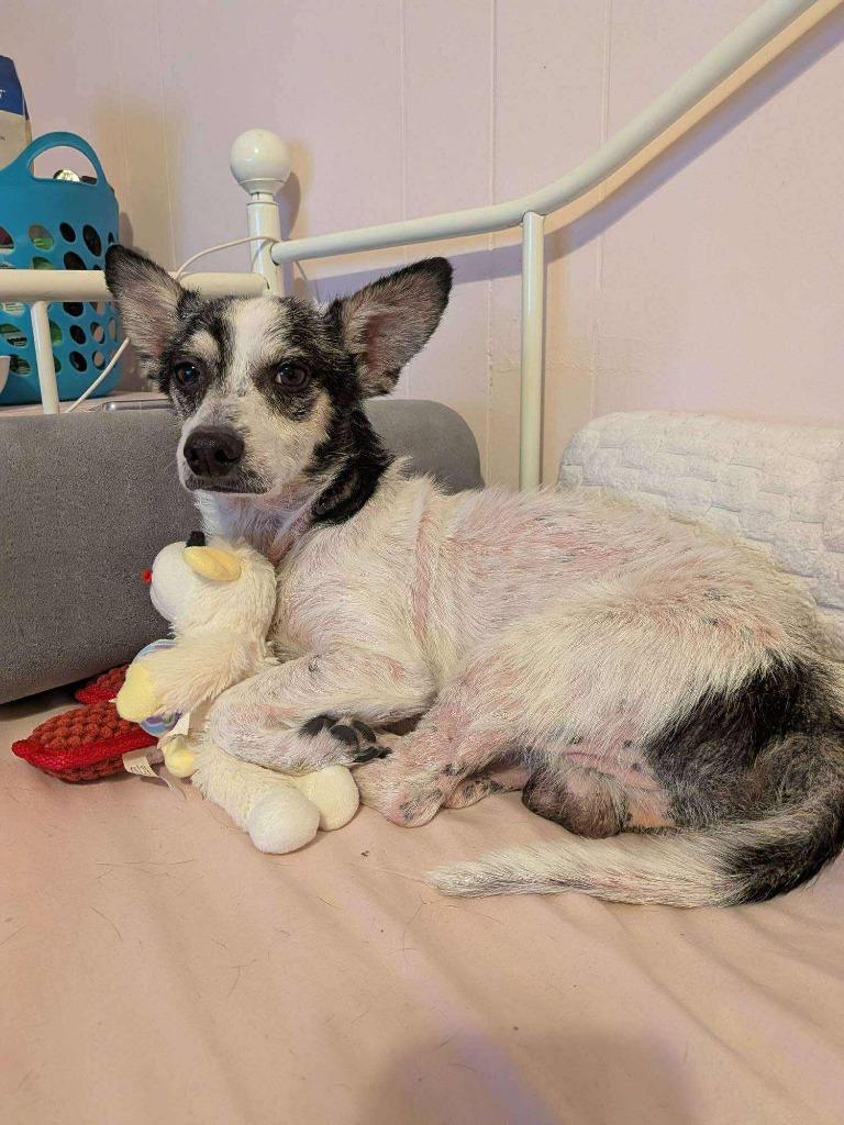 Enlarge Hector, a Adoptable mixed breed in College Station, TX image 4/5