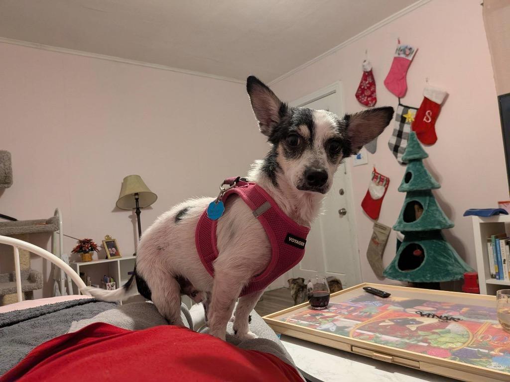 Enlarge Hector, a Adoptable mixed breed in College Station, TX image 2/5