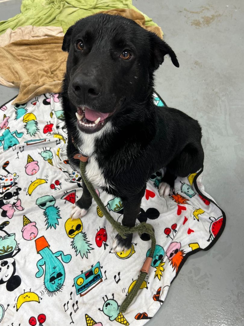 Enlarge Theodore, a Adoptable mixed breed in Brookshire, TX image 1/1