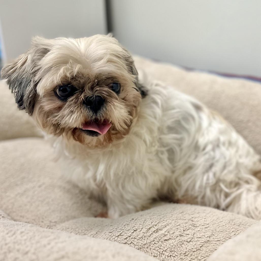 Sophia (Sophie), a Adoptable Shih Tzu in Warrensburg, MO image 1/3