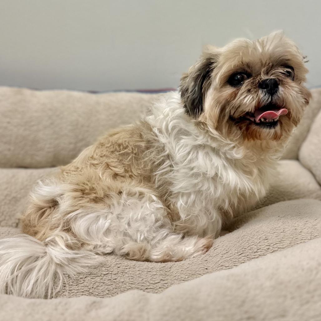 Sophia (Sophie), a Adoptable Shih Tzu in Warrensburg, MO image 2/3