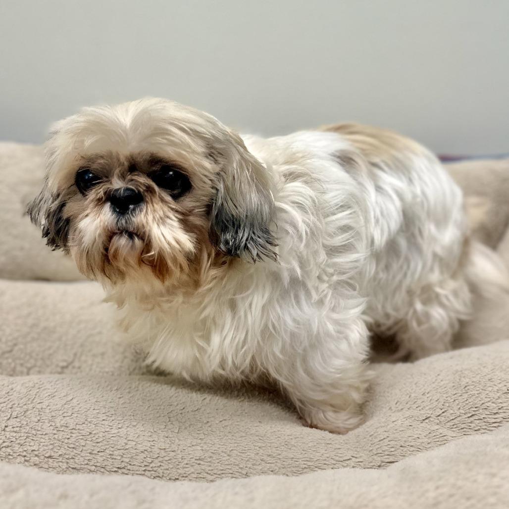 Sophia (Sophie), a Adoptable Shih Tzu in Warrensburg, MO image 3/3