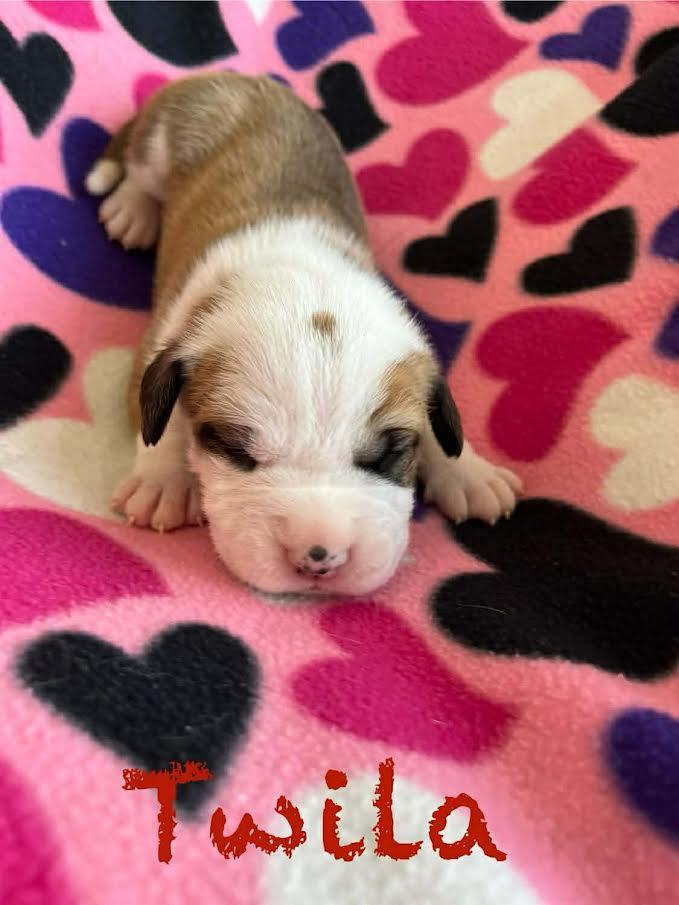 Twila, a Adoptable mixed breed in Archbold , OH image 1/2