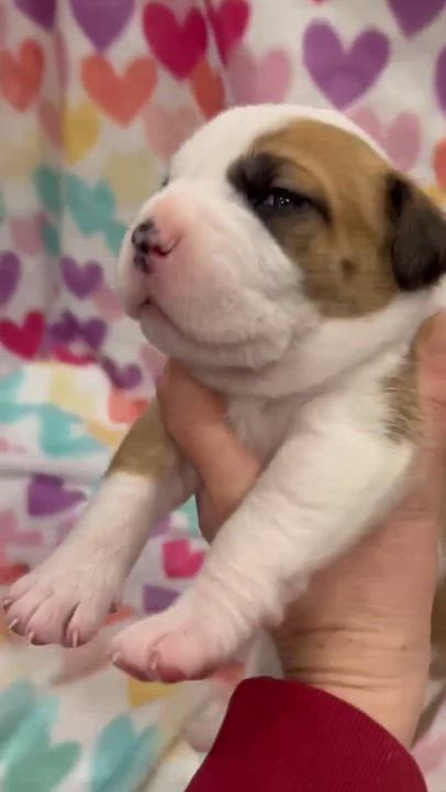 Enlarge Twila, a Adoptable mixed breed in Archbold , OH video 2/2