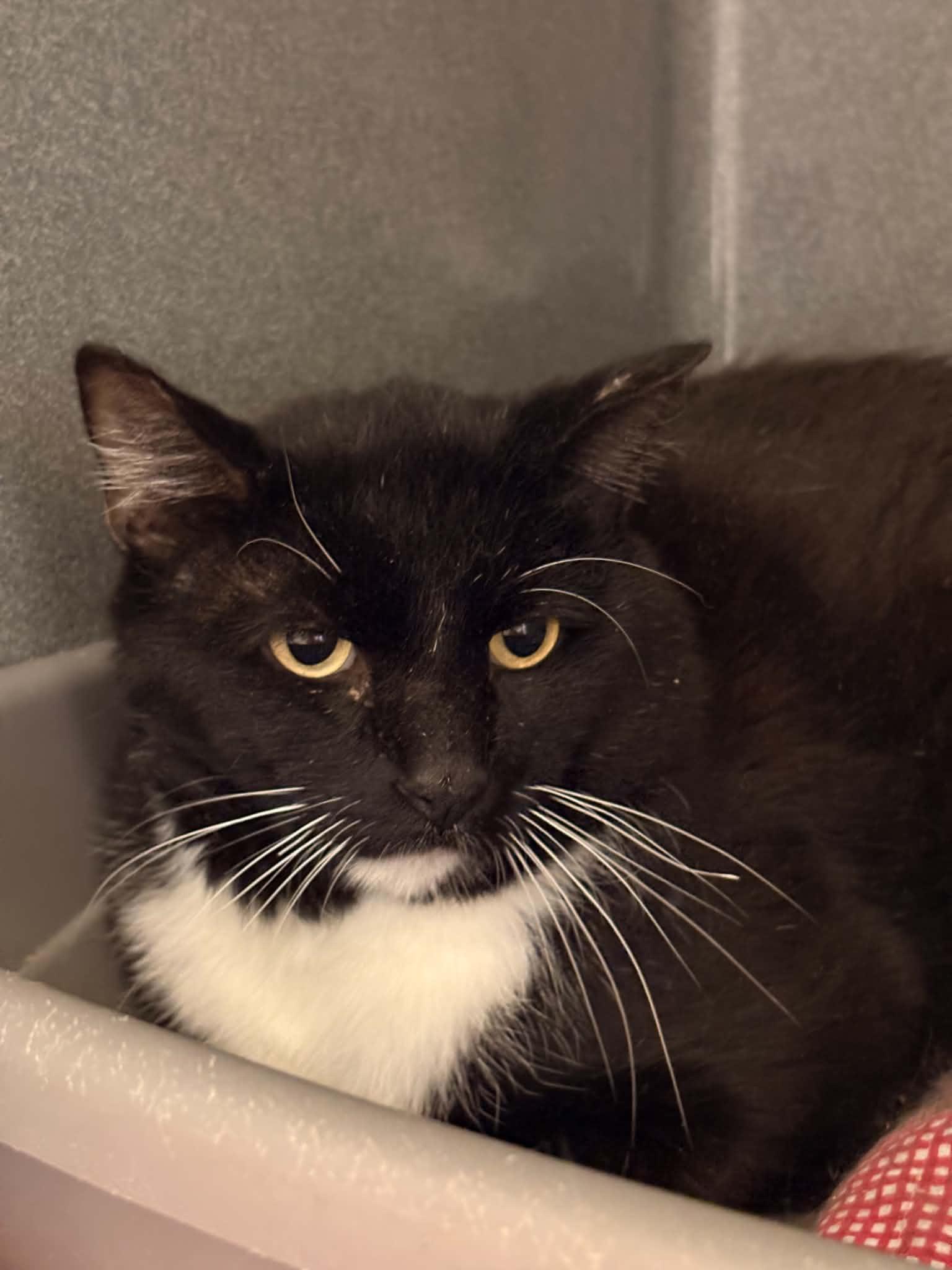 Jedd (Working Cat), Adoptable, Adult Male Domestic Short Hair.