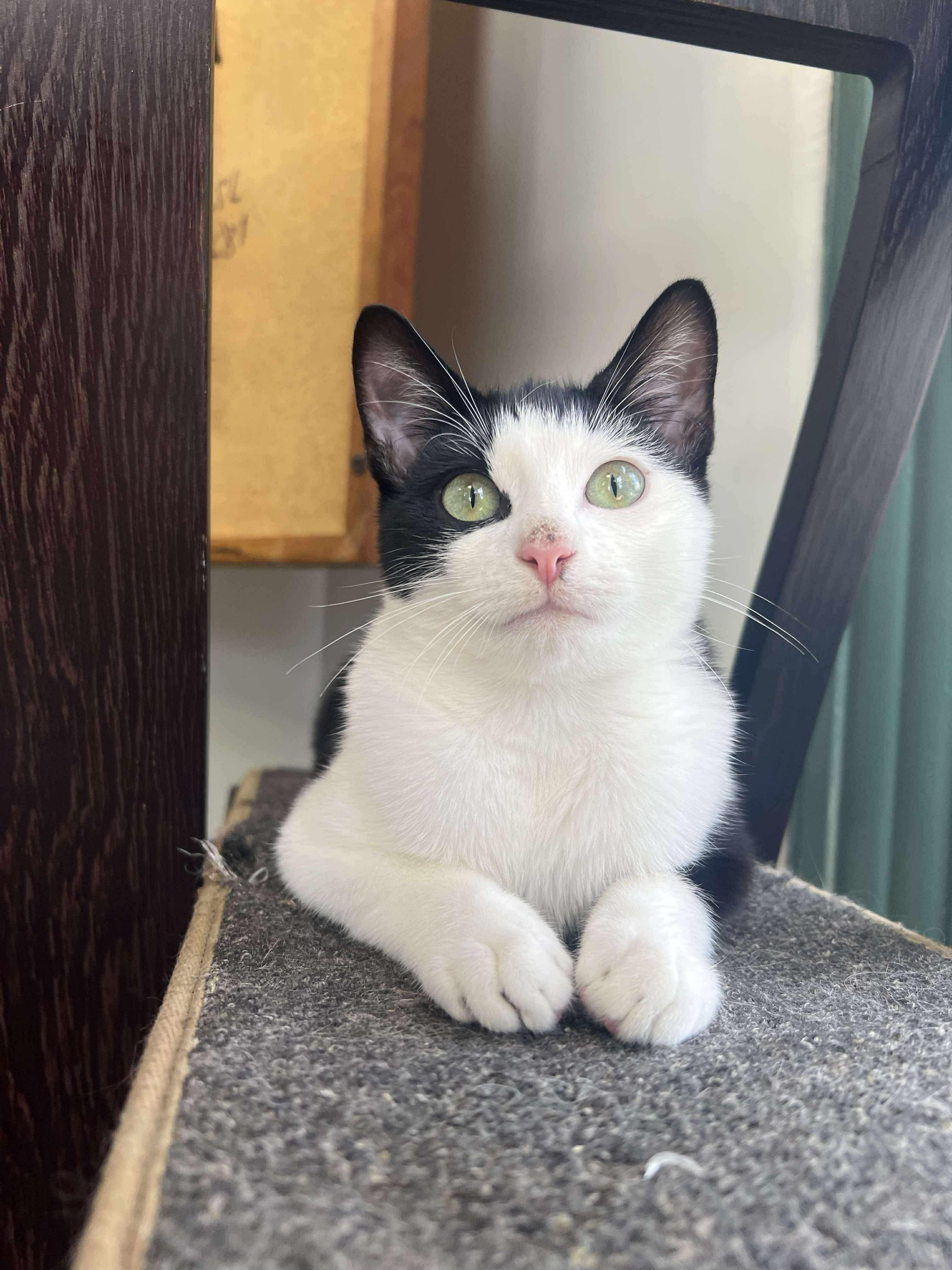 Claude, adopted, Kitten Male Tuxedo & Turkish Angora.