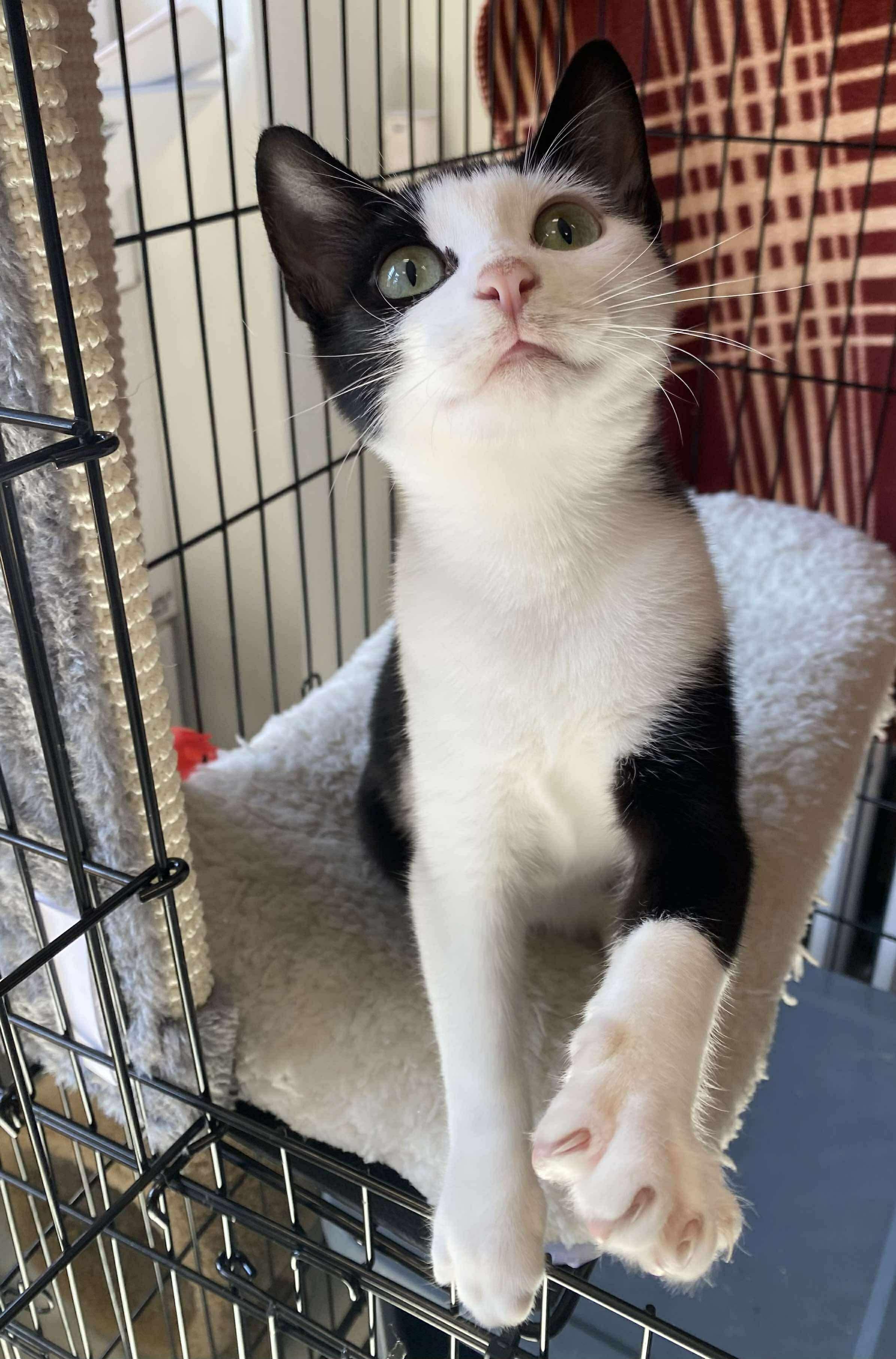 Enlarge Claude, an adopted mixed breed in Hartford, CT image 2/3