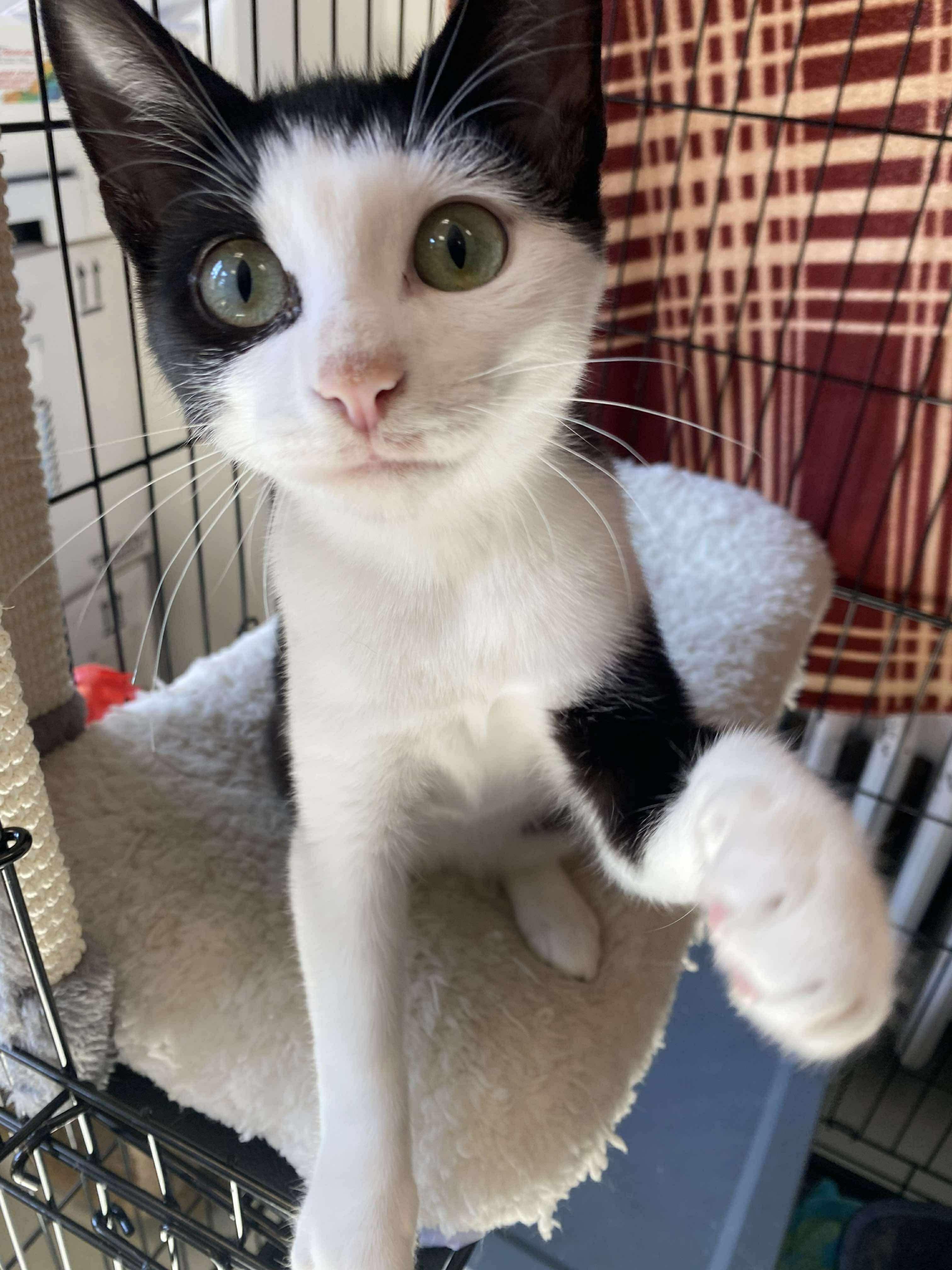 Enlarge Claude, an adopted mixed breed in Hartford, CT image 3/3