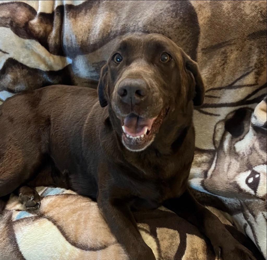 26Rose, Adoptable, Adult Female Chocolate Labrador Retriever.