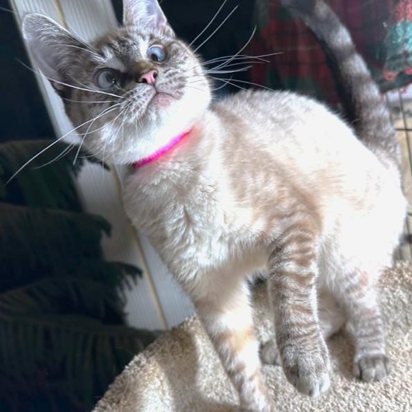 VANILLA - LOVELY LYNX POINT!