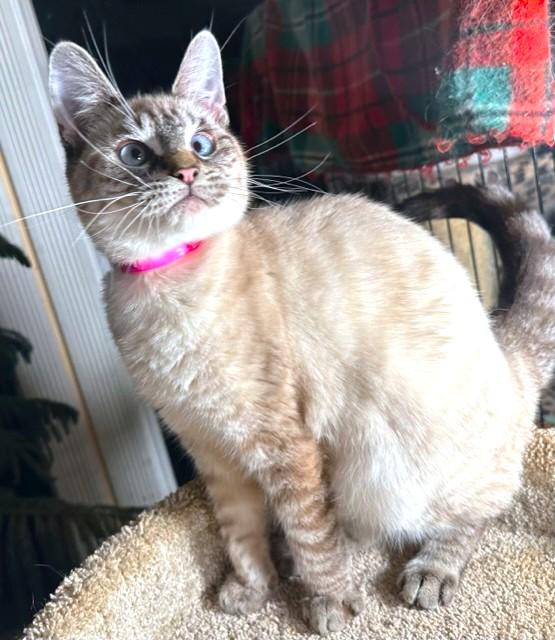 VANILLA - LOVELY LYNX POINT!