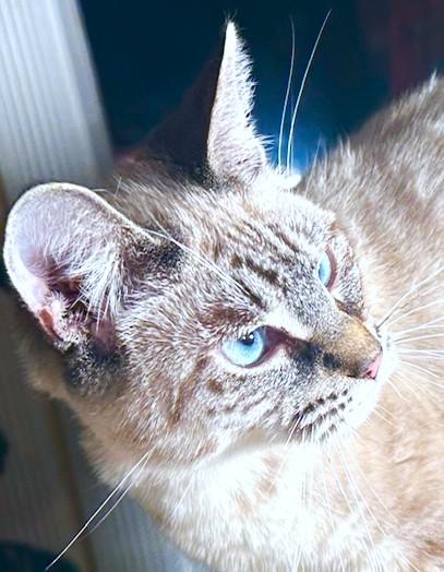 VANILLA - LOVELY LYNX POINT!