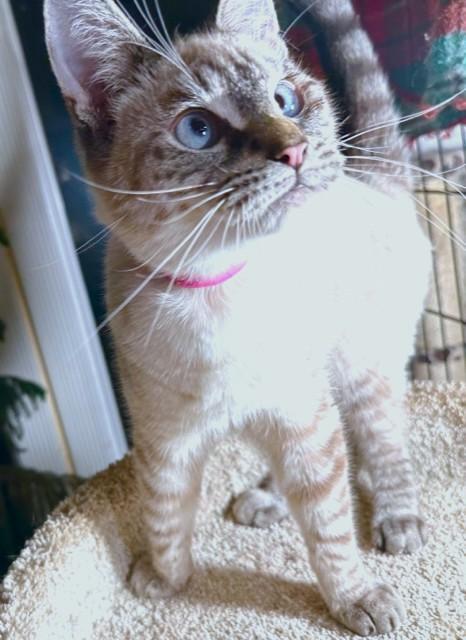 VANILLA - LOVELY LYNX POINT!