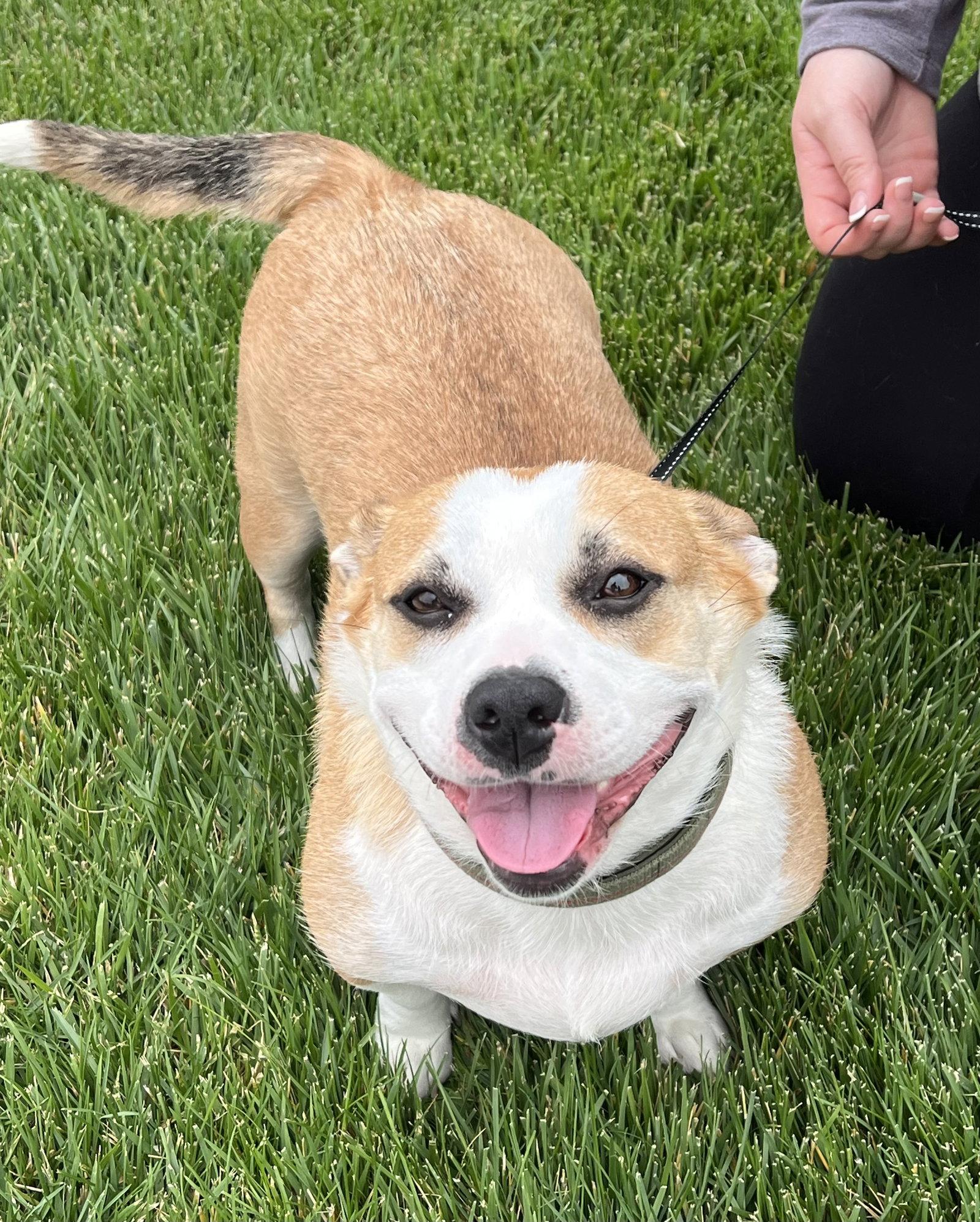 Sally Mae, Adoptable, Young Female Corgi & Pit Bull Terrier.