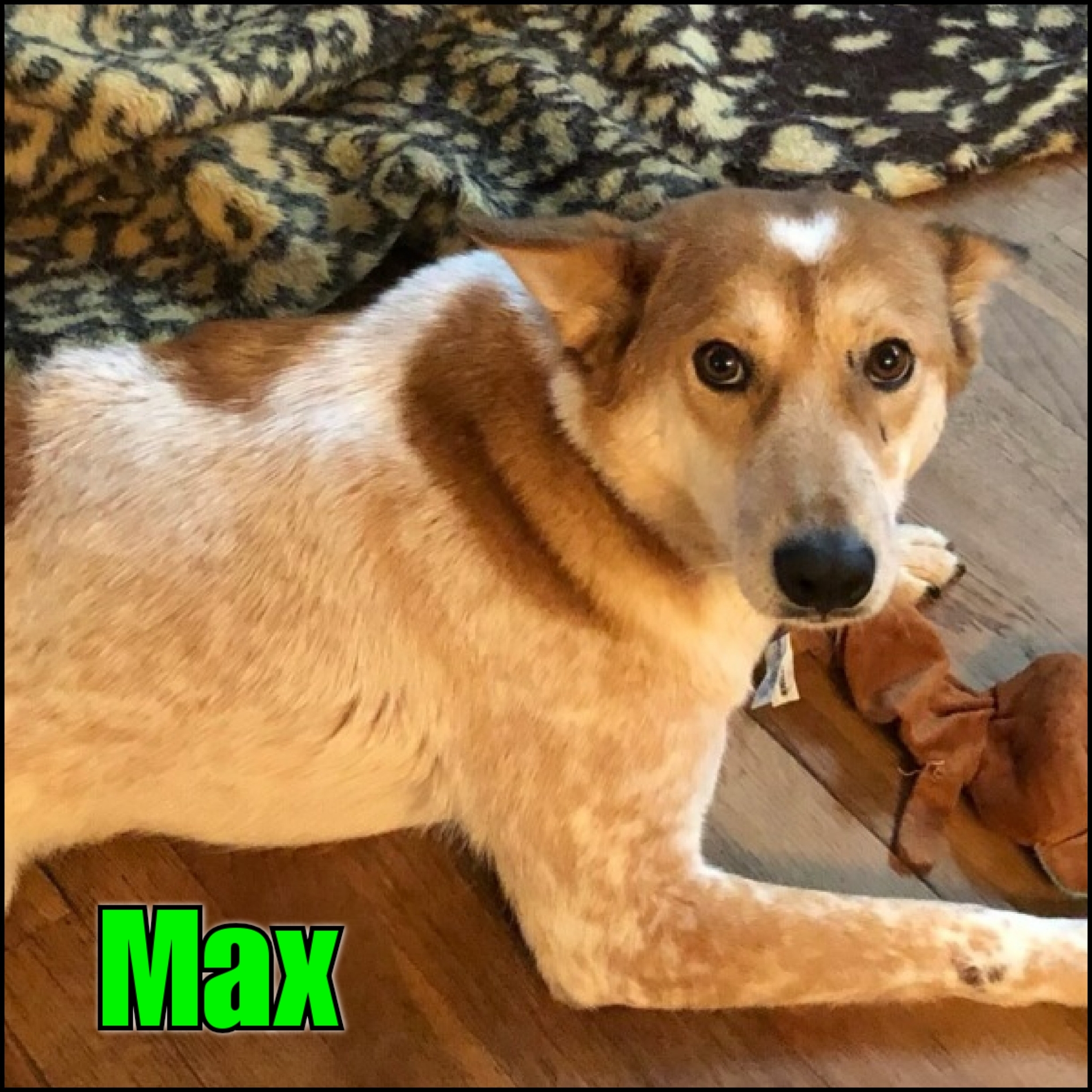 Max, a Adoptable Canaan Dog in Bayside, NY image 1/12