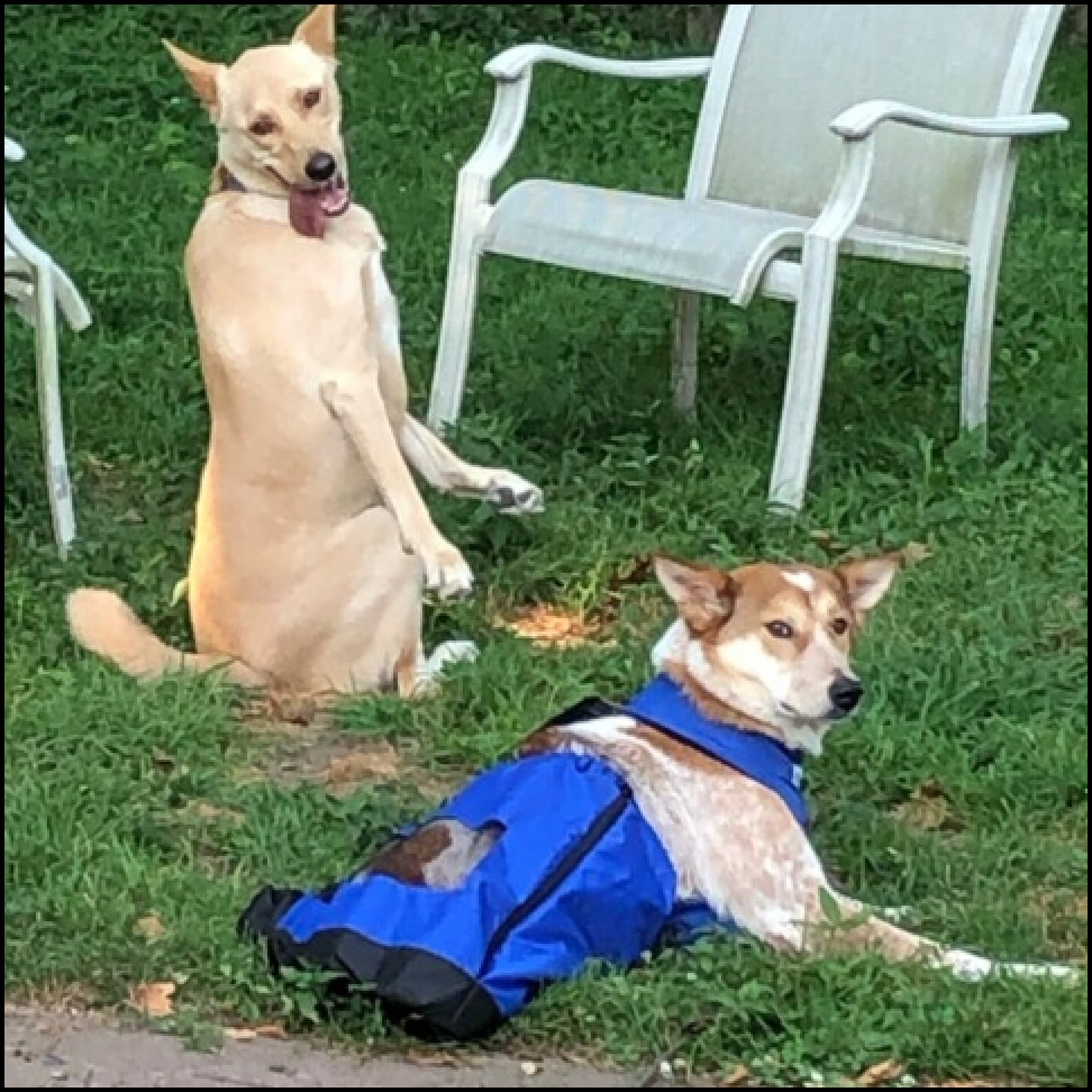 Max, a Adoptable Canaan Dog in Bayside, NY image 2/12