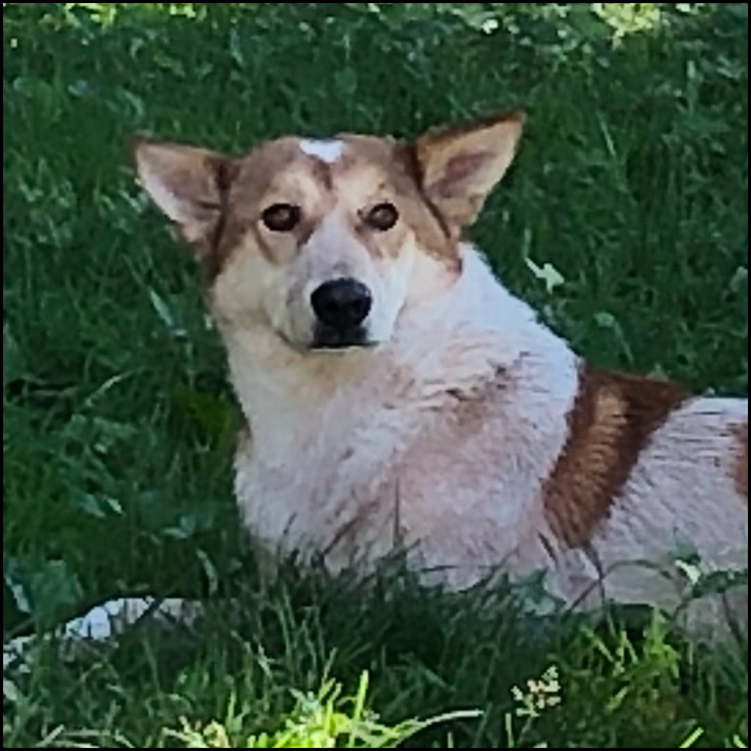 Max, a Adoptable Canaan Dog in Bayside, NY image 4/12