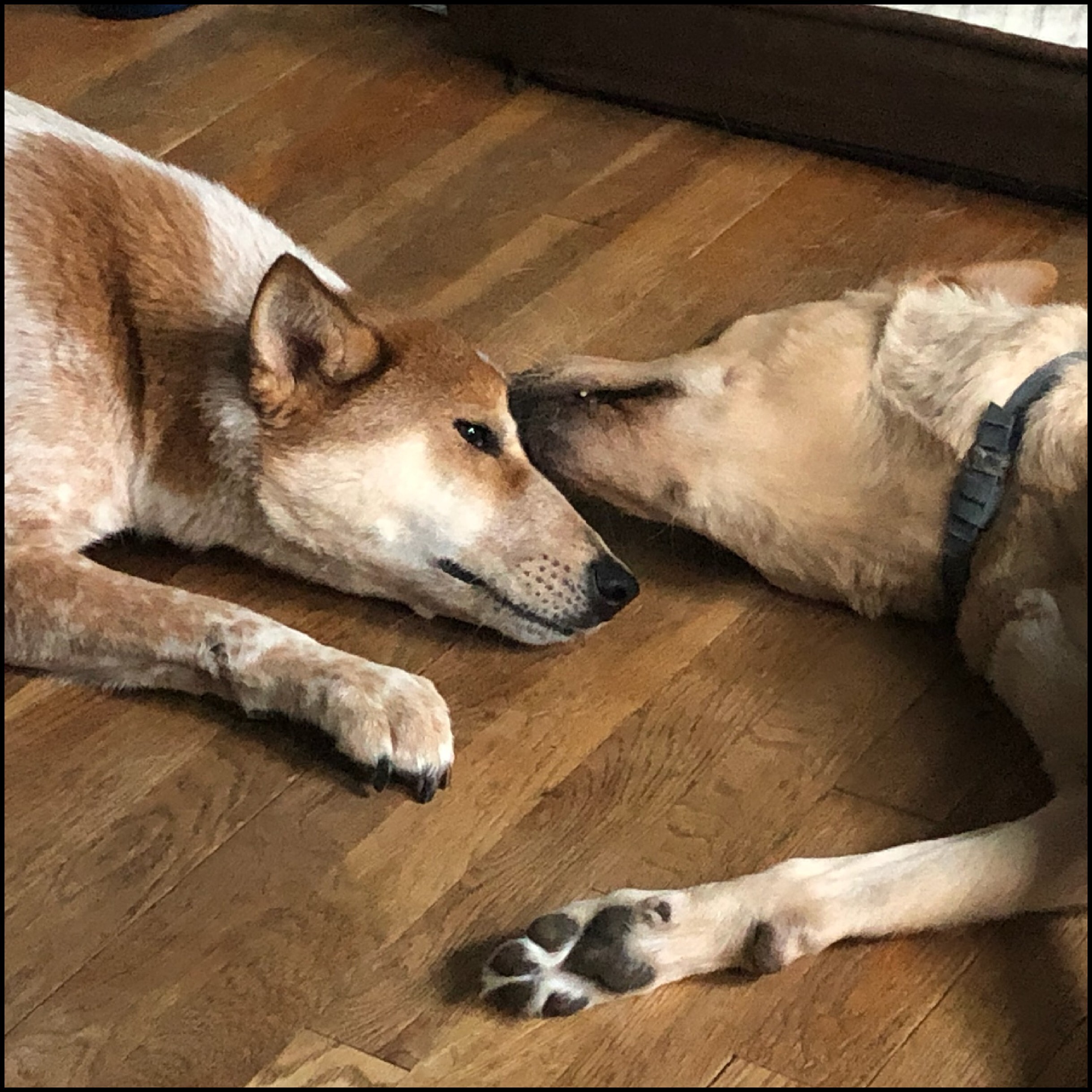 Max, a Adoptable Canaan Dog in Bayside, NY image 5/12