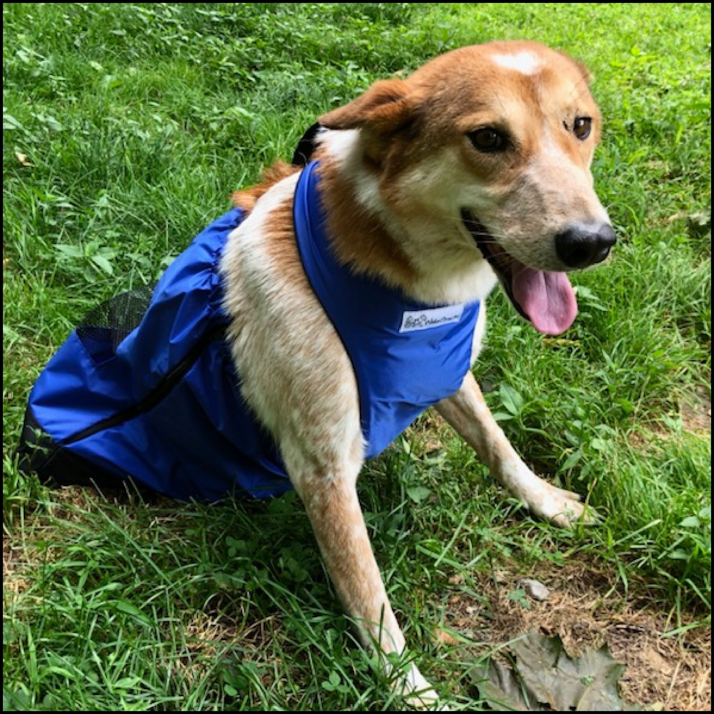 Max, a Adoptable Canaan Dog in Bayside, NY image 6/12