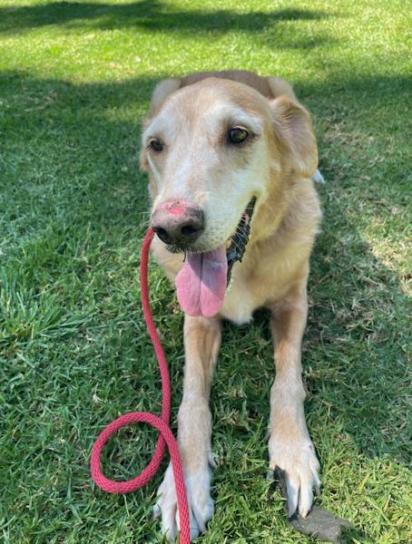 Enlarge Duke, a ADOPTABLE Golden Retriever in Los Angeles, CA image 3/4