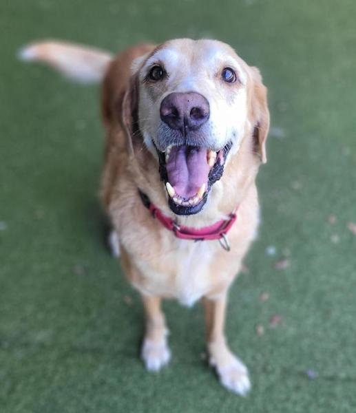 Enlarge Duke, a ADOPTABLE Golden Retriever in Los Angeles, CA image 2/4