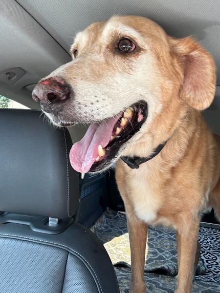 Enlarge Duke, a ADOPTABLE Golden Retriever in Los Angeles, CA image 4/4