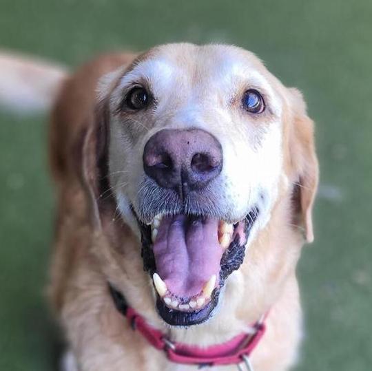 Enlarge Duke, a ADOPTABLE Golden Retriever in Los Angeles, CA image 1/4
