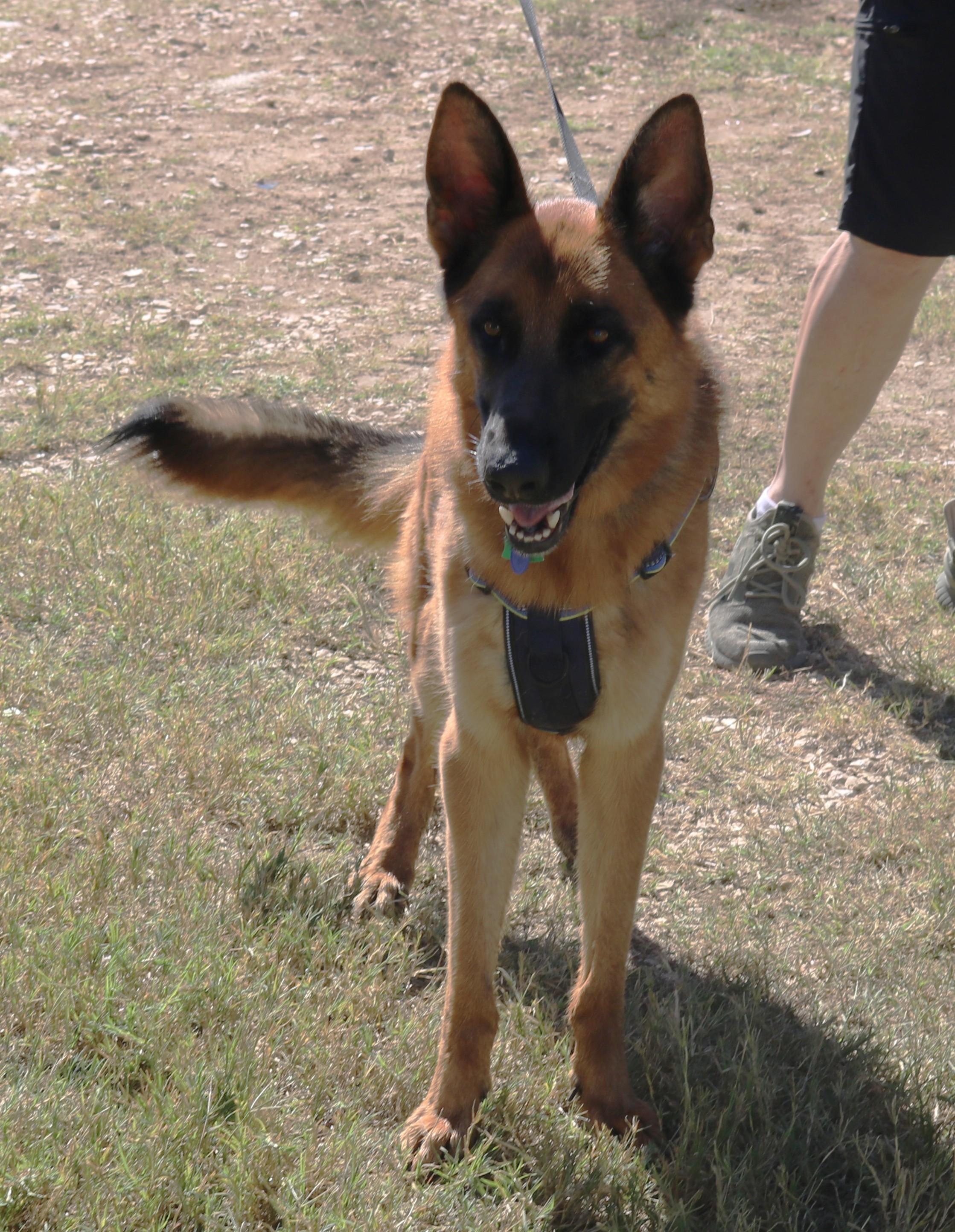 Enlarge Diamond, a Adoptable German Shepherd Dog in Bandera, TX image 1/5