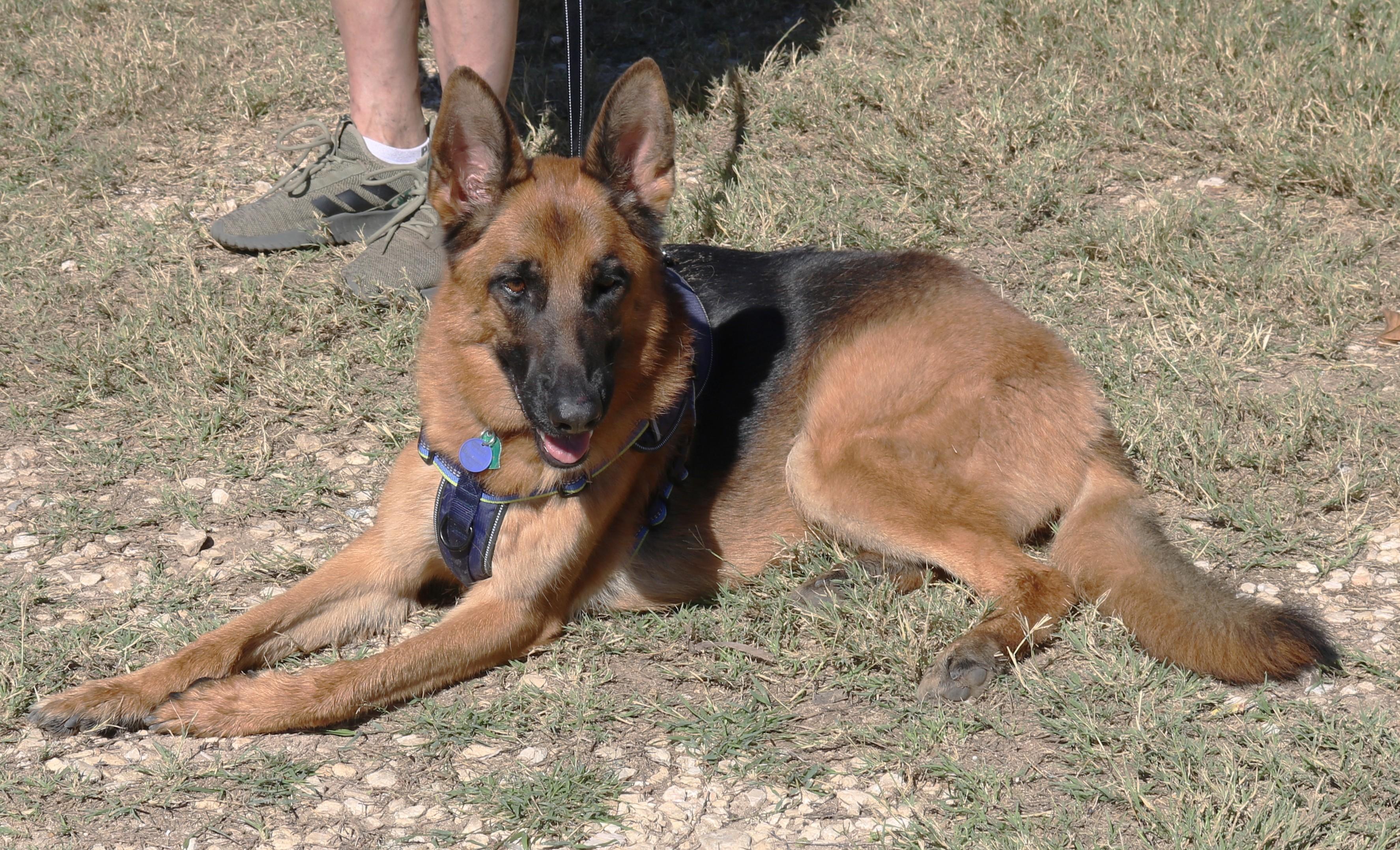 Enlarge Diamond, a Adoptable German Shepherd Dog in Bandera, TX image 2/5