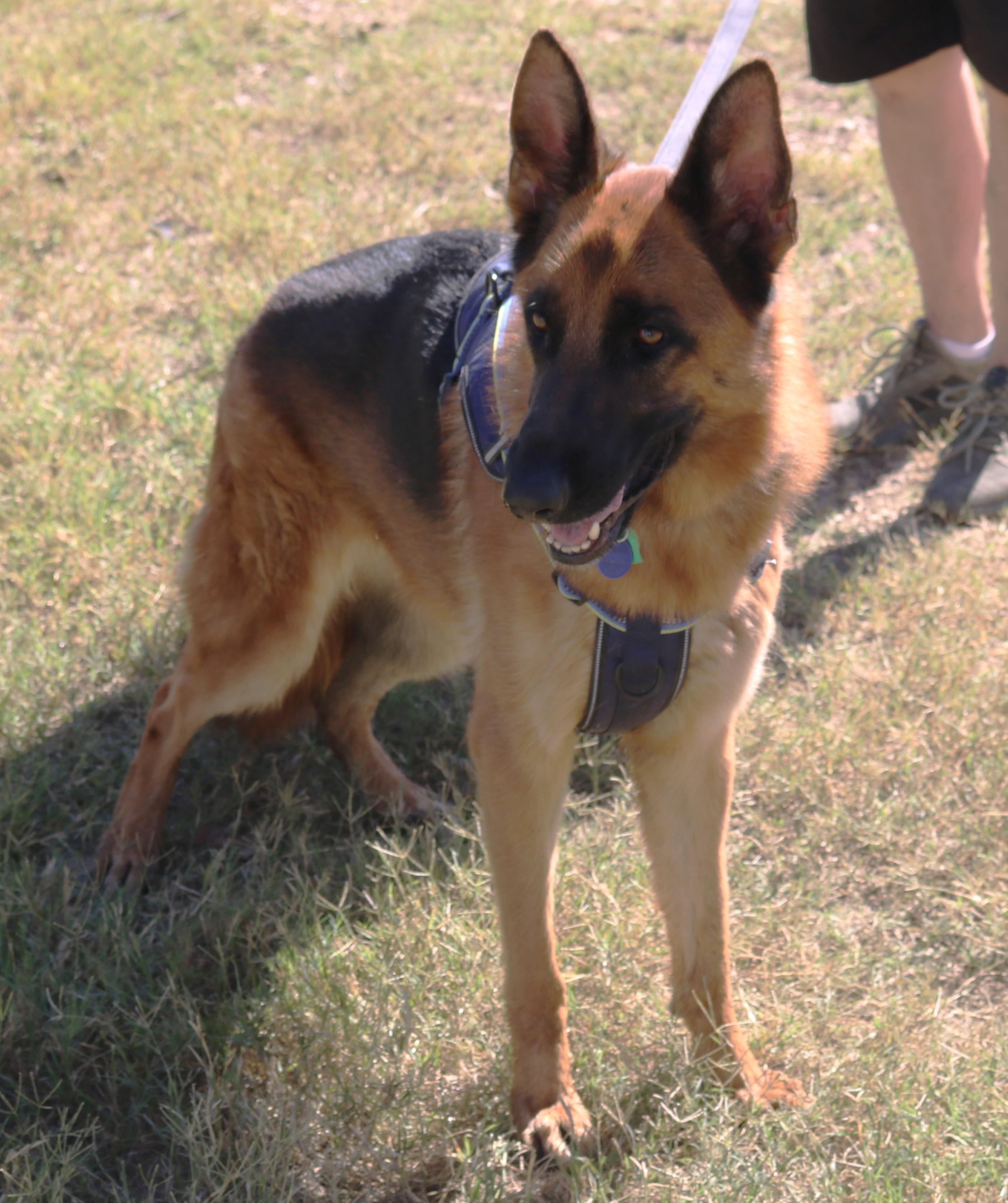 Enlarge Diamond, a Adoptable German Shepherd Dog in Bandera, TX image 3/5