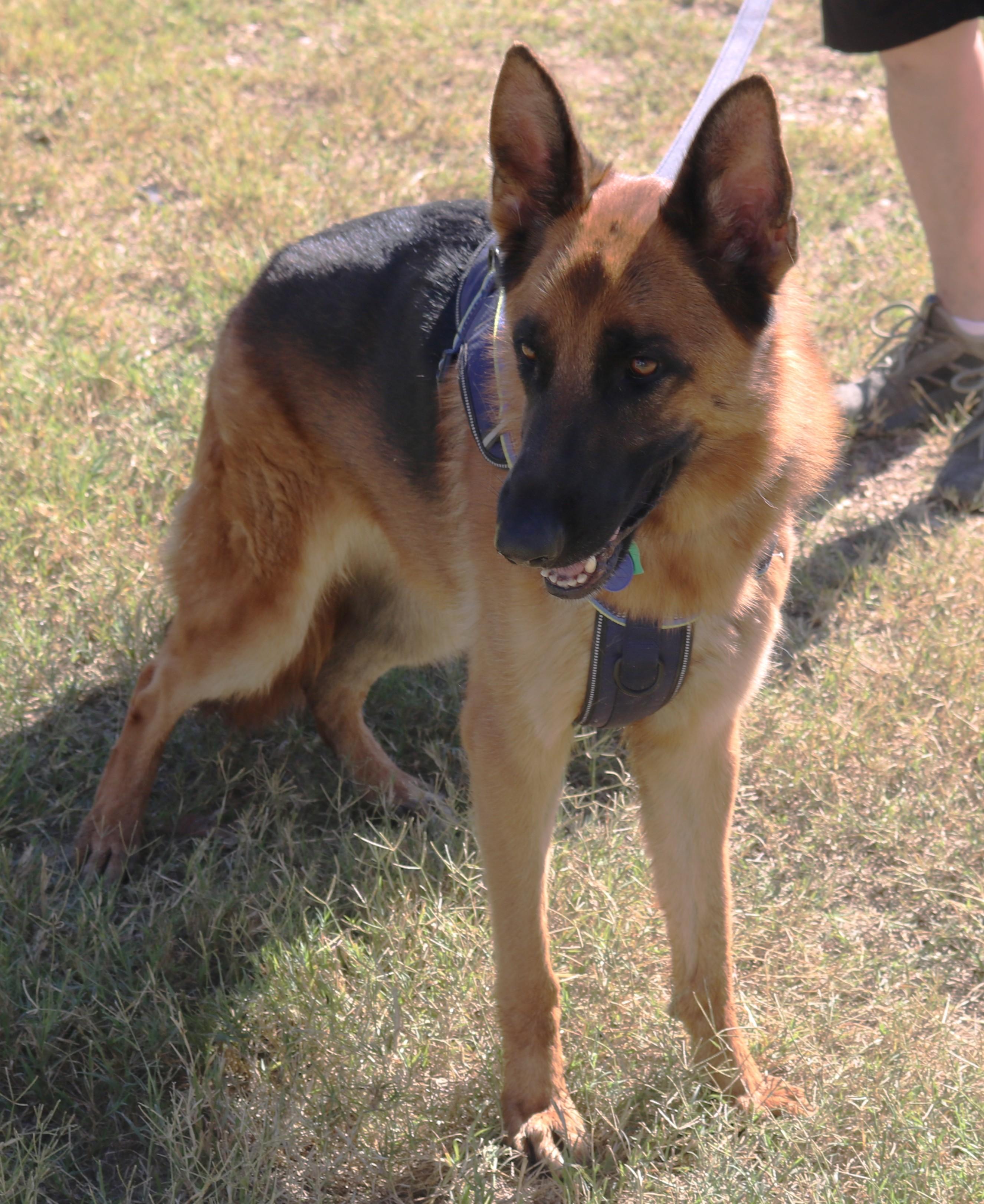 Enlarge Diamond, a Adoptable German Shepherd Dog in Bandera, TX image 4/5