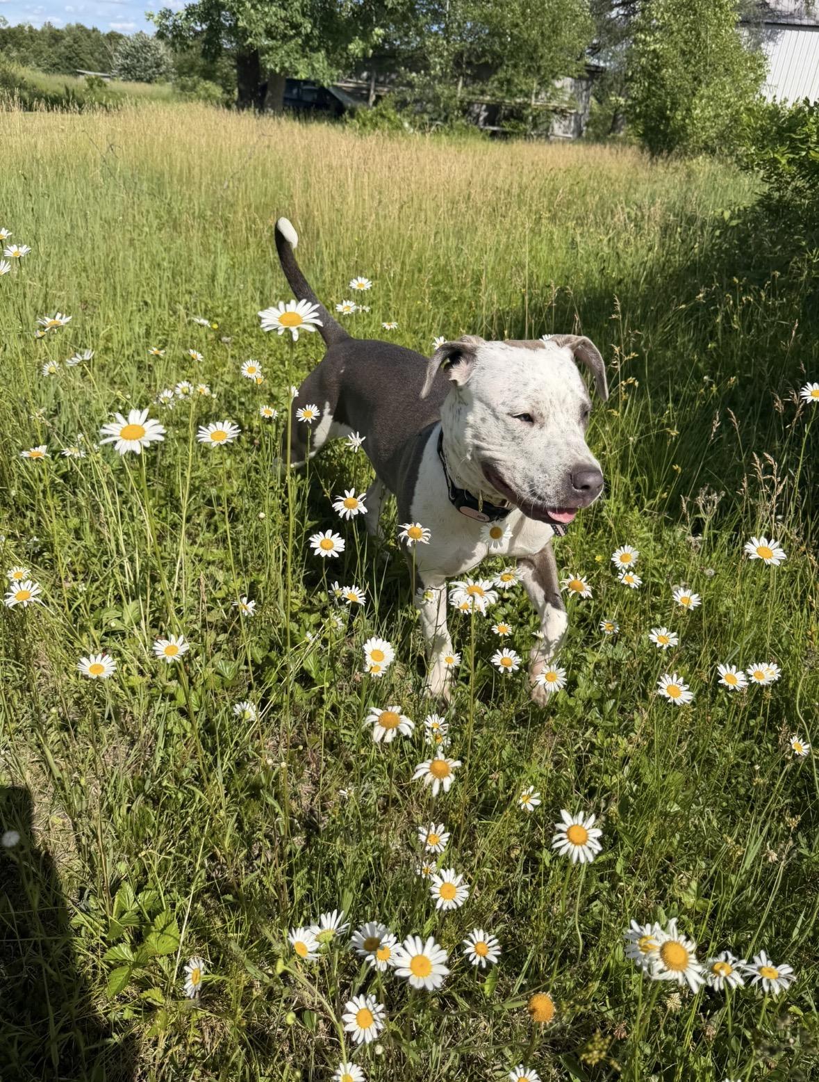 Enlarge Telulah (aka Tully), a Adoptable mixed breed in Sparta, WI image 5/6