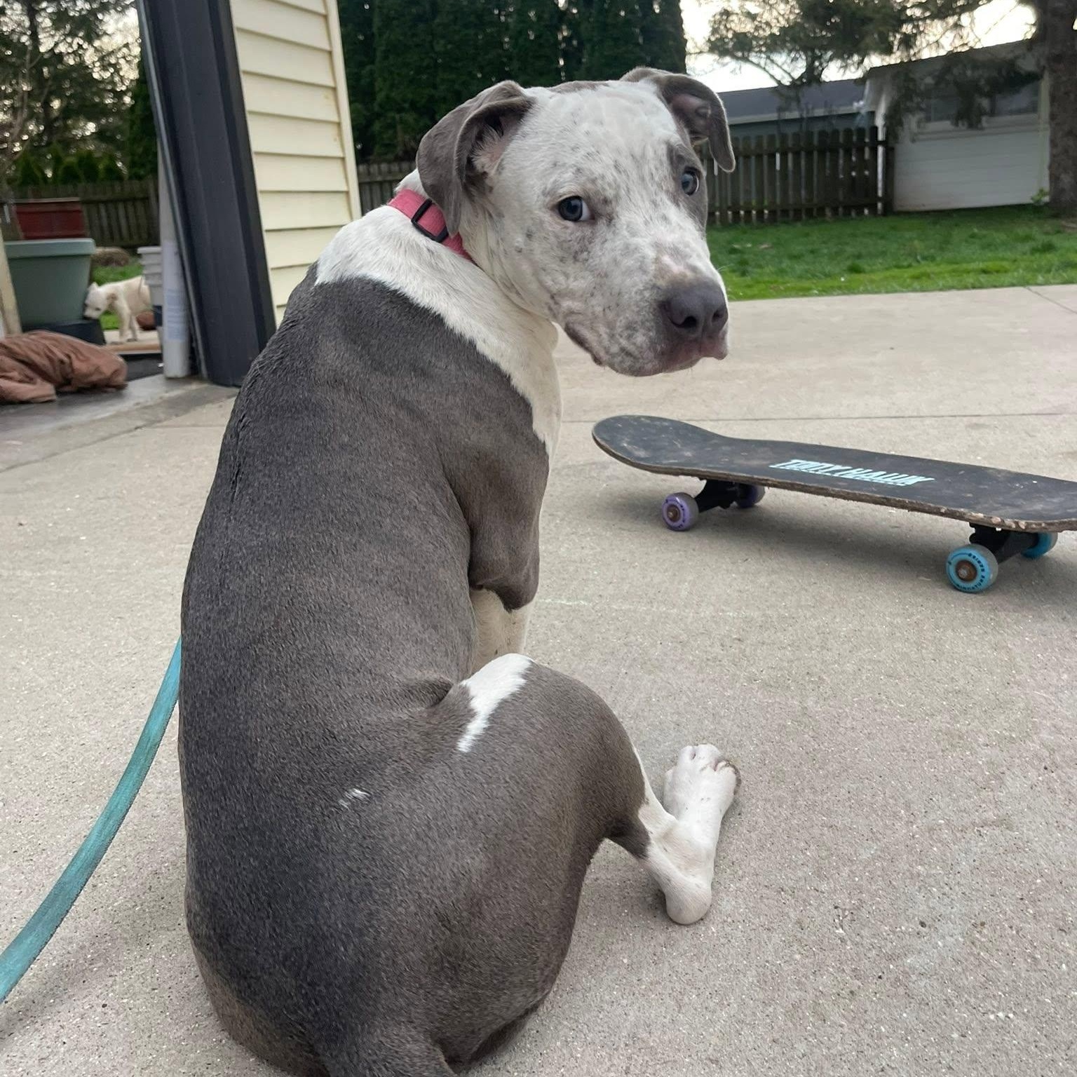 Telulah (aka Tully), Adoptable, Young Female American Staffordshire Terrier.
