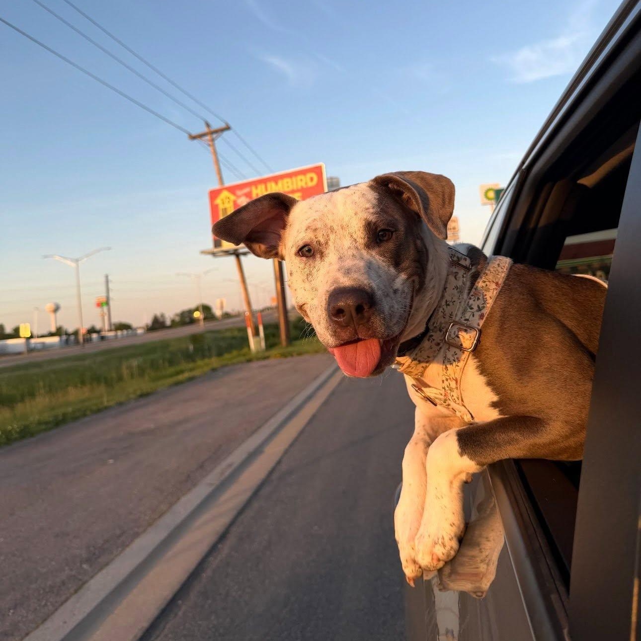Enlarge Telulah (aka Tully), a Adoptable mixed breed in Sparta, WI image 2/6