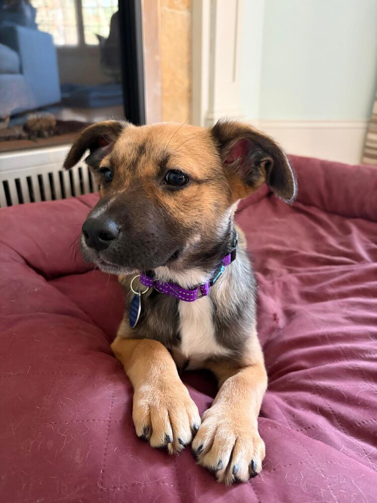 Fiona (FOSTERED LOCALLY), a Adoptable mixed breed in Leverett, MA image 1/5