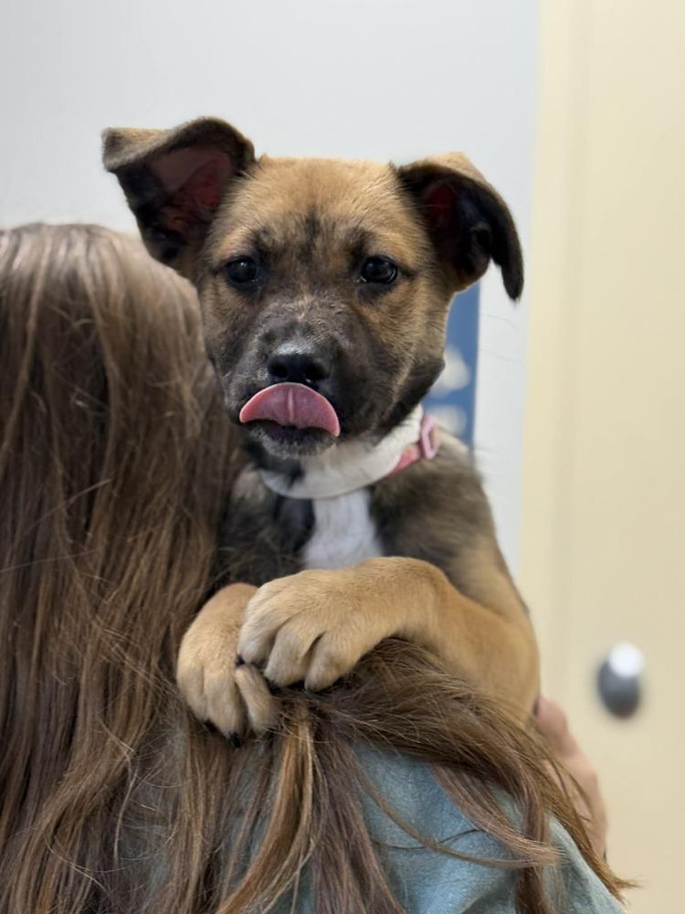 Fiona (FOSTERED LOCALLY), a Adoptable mixed breed in Leverett, MA image 2/5