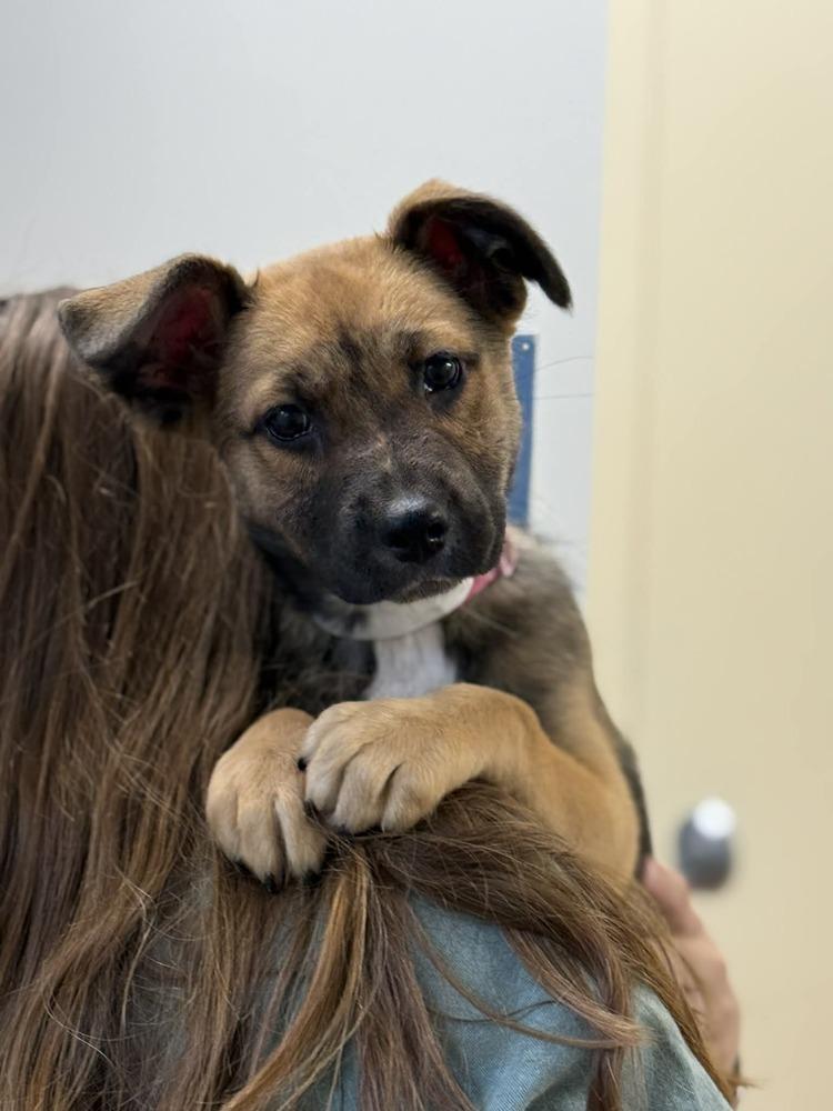 Fiona (FOSTERED LOCALLY), a Adoptable mixed breed in Leverett, MA image 3/5