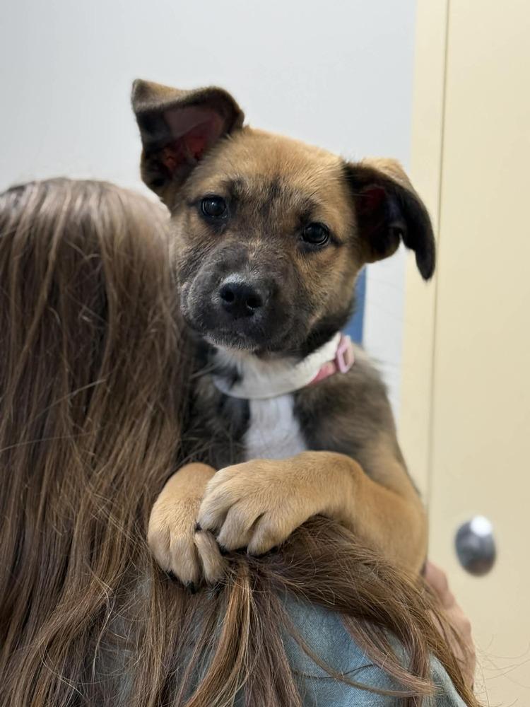 Fiona (FOSTERED LOCALLY), a Adoptable mixed breed in Leverett, MA image 4/5