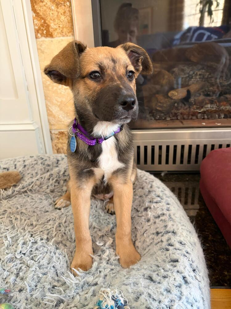 Fiona (FOSTERED LOCALLY), a Adoptable mixed breed in Leverett, MA image 5/5